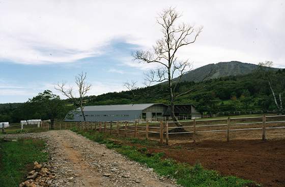 安比高原牧場牛舎