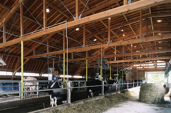 安比高原牧場牛舎